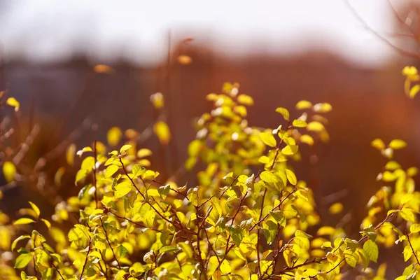 Höstens Natur Den Gyllene Höstperioden Med Selektivt Fokus Och Kopieringsutrymme — Stockfoto