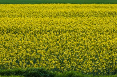 Sarı çiçek açan kolza tohumu tarlası. Kopyalama alanı olan tarım arkaplanı