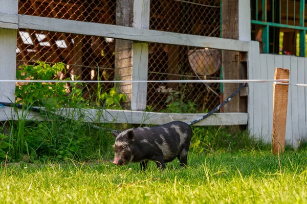 Wild Boars Village Pasture Background Copy Space Text Inscriptions Selective — Stock Photo, Image