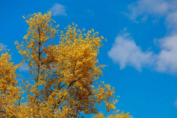 Kronor Hösten Ljusa Och Färgglada Träd Den Gyllene Hösten Flerfärgat — Stockfoto