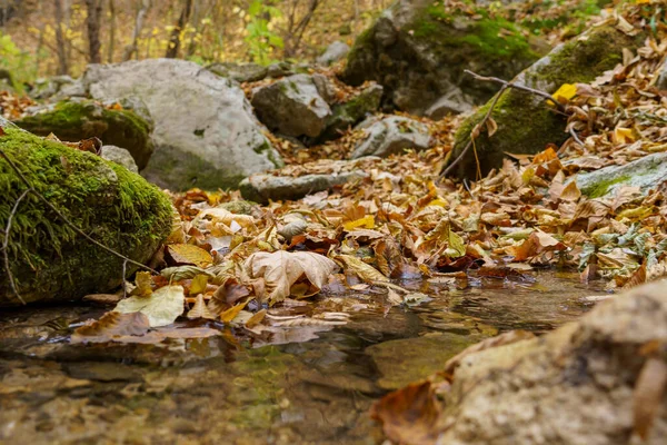 Zeer Mooie Wilde Dieren Met Stenen Het Herfstbos Achtergrond Met — Stockfoto