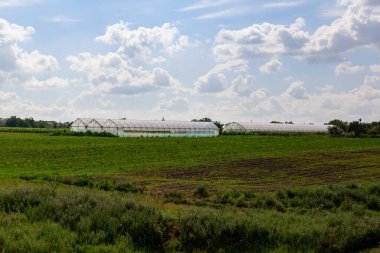 Meyve ve sebze yetiştirmek için tarım seraları. Yeşillik ve çiçek üretimi. Metin veya yazıtlar için kopyalama alanı olan arkaplan.