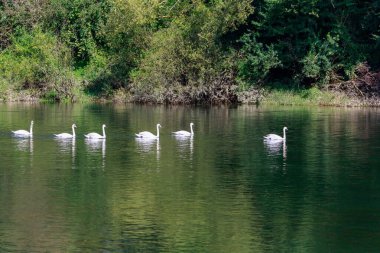 Vahşi doğadaki kuğular. Metin veya yazıtlar için kopyalama alanı olan bir arkaplan. Seçici odak
