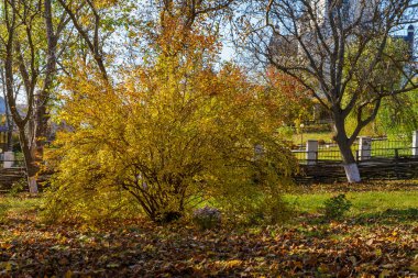 Altın sonbahar döneminde güzel bir sonbahar doğası. Seçici odak arkaplanı ve metin veya harf için kopyalama alanı