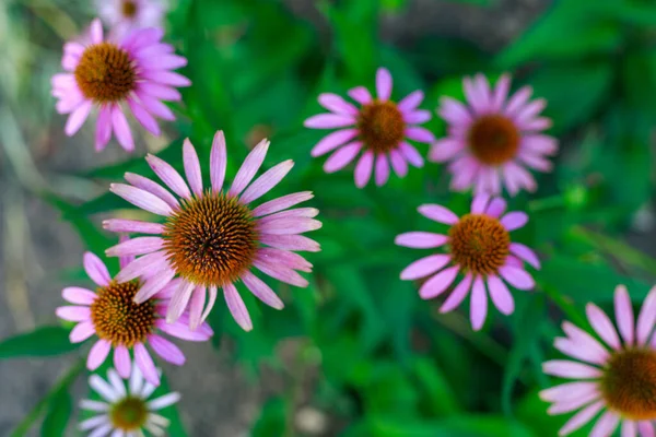 Ein Sehr Schönes Blumenbeet Urbanen Umfeld Der Stadt Blumen Und — Stockfoto