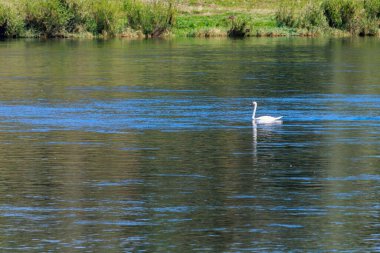 Vahşi doğadaki kuğular. Metin veya yazıtlar için kopyalama alanı olan bir arkaplan. Seçici odak