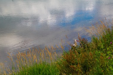 Leylek nehirde avlanıyor. Metin için kopyalama alanı olan arkaplan