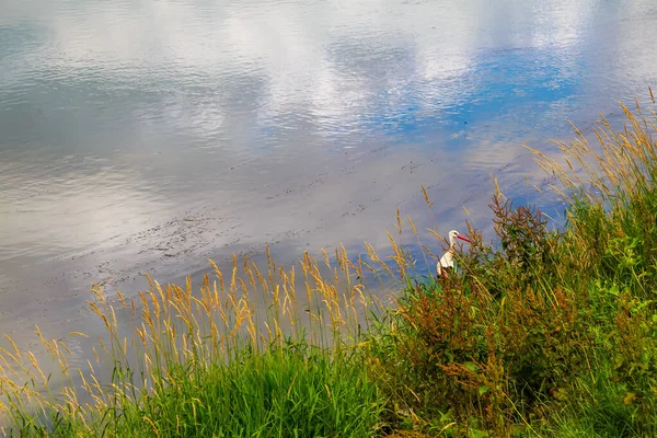 Cigüeña Está Cazando Río Fondo Con Espacio Copia Para Texto — Foto de Stock