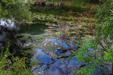 Bataklık ya da bataklık. Metin veya yazı için kopyalama alanı olan arkaplan