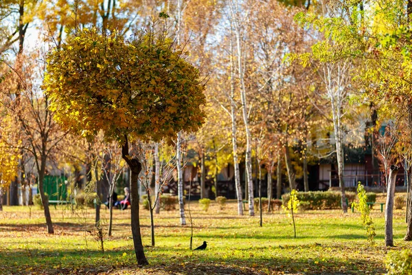 Городской Парк Красивыми Деревьями Течение Золотой Осени Естественный Фон Копировальным — стоковое фото
