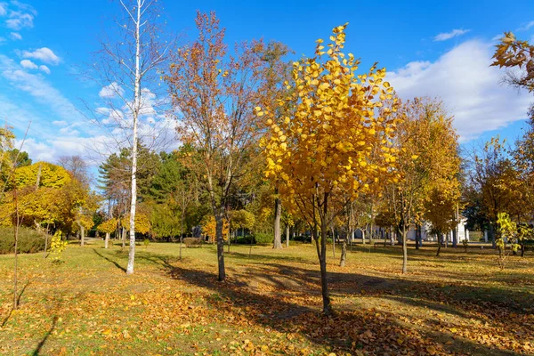 Городской Парк Красивыми Деревьями Течение Золотой Осени Естественный Фон Копировальным — стоковое фото
