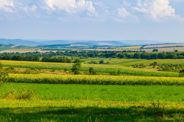Tarım için verimli topraklara sahip Doğu Avrupa 'nın tepelik doğası. Metin veya harf için kopyalama alanı olan peyzaj veya arkaplan.