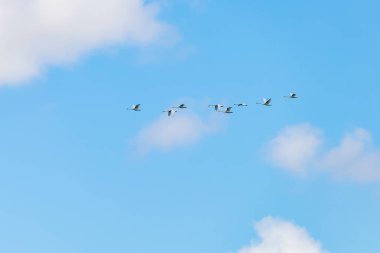 Vahşi doğadaki kuğular. Metin veya yazıtlar için kopyalama alanı olan bir arkaplan. Seçici odak