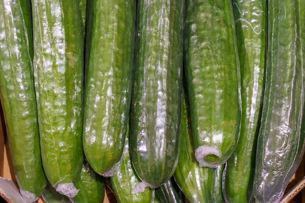 Farm Organic Huge Cucumbers Polyethylene Packaging Natural Vitamins Retail Grocery — Stock Photo, Image