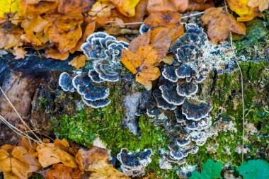 Ormanda yabani mantarlar. Metin veya harf için kopyalama alanı olan doğa arkaplanı.