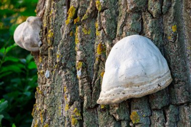 Ormanda yabani mantarlar. Metin veya harf için kopyalama alanı olan doğa arkaplanı.