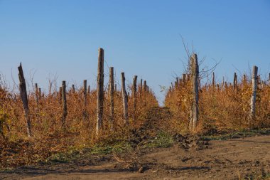 Üzüm bağı tarlaları. Metin veya yazı için kopyalama alanı olan tarımsal arkaplan