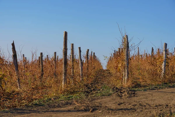 Plantações Vinha Fundo Agrícola Com Espaço Cópia Para Texto Inscrição — Fotografia de Stock