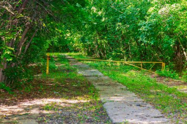 Ormanda beton döşemeler. Gizli bir askeri tesisin imzası ya da sembolü. Tanklar ve ağır ekipmanlar için bir yol. Arkaplan