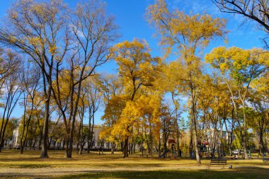 Altın sonbahar döneminde şehir parkı. Metin için kopyalama alanı olan arkaplan. İllüstrasyon başyazısı. 23 Ekim 2021 Balti Moldova.
