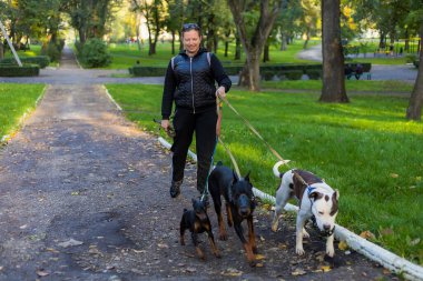 Köpekleri dışarıda gezen genç bir kadın. Bulanık arkaplanı olan seçici odaklanma. Sığ alan derinliği.