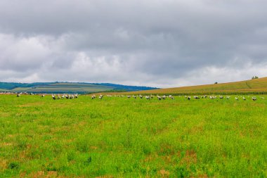 Leylekler sahada. Göçmen kuşlar huzur içinde. Sürülerin doğadaki göçü. Metin veya harf için seçici odaklı kopyalama alanı olan arkaplan
