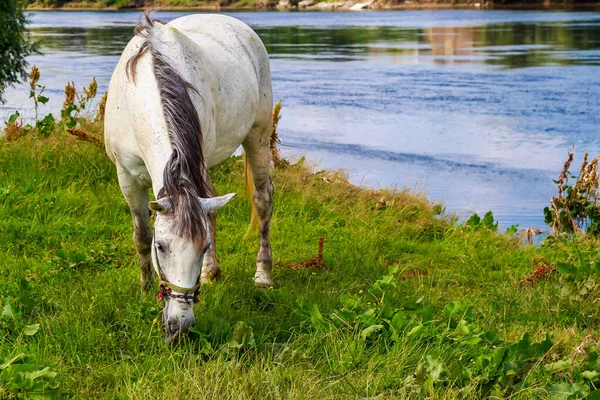 Das Pferd Weidet Auf Der Weide Hintergrund Mit Kopierraum Für — Stockfoto