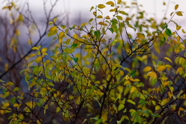 Podzimní Příroda Období Zlatého Podzimu Selektivním Zaměřením Kopírováním Prostoru Pro — Stock fotografie