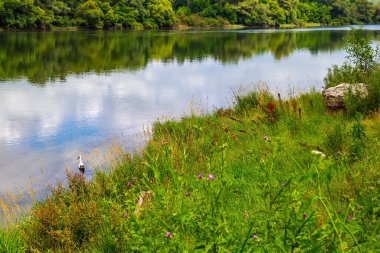 Leylek nehirde avlanıyor. Metin için kopyalama alanı olan arkaplan