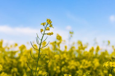 Açan kolza tohumu. Biyodizel ve petrol üretiminin ekonomik önemi. Kopyalama alanı olan tarım arkaplanı