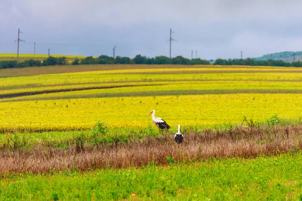 Leylekler sahada. Göçmen kuşlar huzur içinde. Sürülerin doğadaki göçü. Metin veya harf için seçici odaklı kopyalama alanı olan arkaplan