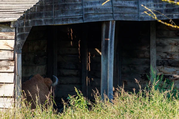 Part of a bison\'s head with horns is visible from a dark barn. The animal sleeps during the midday heat in a comfortable shelter. Background with copy space