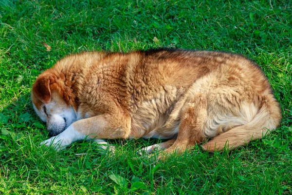 Evsiz sokak köpeği çimlerin üzerinde uyuyor. Seçici odaklı arkaplan ve metin için alanı kopyala