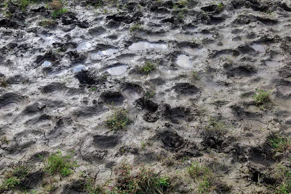 Surface Mud Hoof Prints Cattle Background Backdrop Design Graphic Resource — Stock Photo, Image