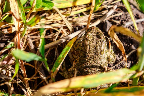 Βάτραχος Καμουφλαρίστηκε Στο Γρασίδι Του Γηπέδου Άγρια Ζωή Φόντο Και — Φωτογραφία Αρχείου