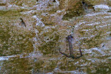 Antika mahzen ya da bodrum. Metin veya harf için kopyalama alanı olan arkaplan