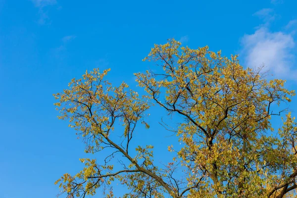 Kronor Hösten Ljusa Och Färgglada Träd Den Gyllene Hösten Flerfärgat — Stockfoto