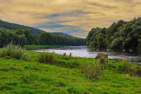 Nehrin kıyısında kuş tüyü. Arkaplan, Doğa arkaplanı veya metin için boşluk kopyala