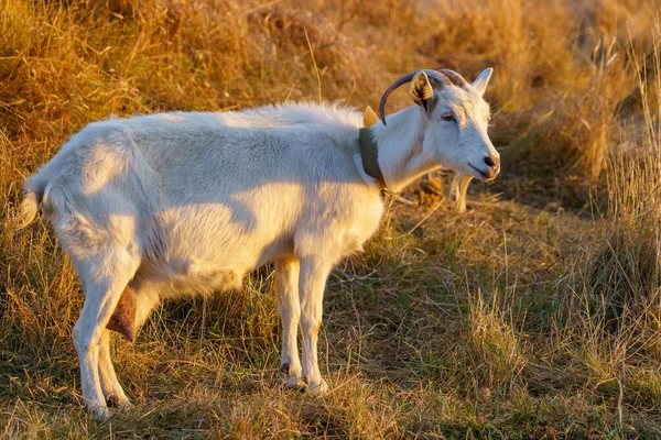 Une Chèvre Broute Dans Une Prairie Village Arrière Plan Avec — Photo