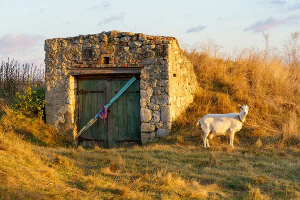 村の地下室の近くでヤギが放牧されている テキストまたは碑文のためのコピースペースを持つ背景 — ストック写真