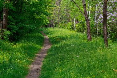 Doğadaki insanların ayak bastığı yol. Metin veya yazı için kopyalama alanı olan arkaplan