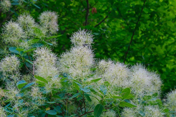 Nature Fluffy Plants Background Copy Space Text Inscription — Stock Photo, Image