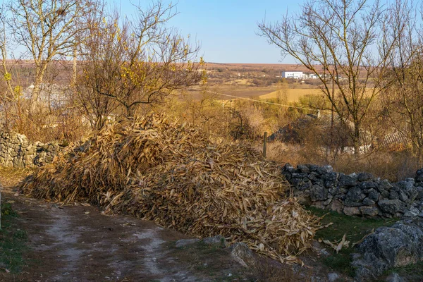 Сухі Стебла Кукурудзи Сільській Фермі Фон Місцем Копіювання Тексту Або — стокове фото