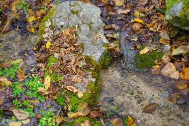 Vahşi doğada akarsu. Metin için doğal arkaplan veya kopyalama alanı.