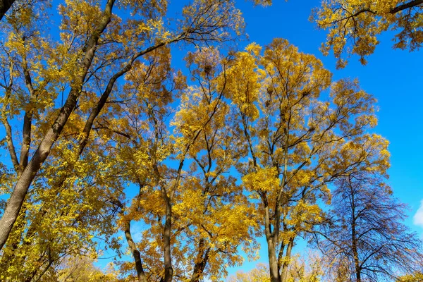 Ramos Muito Bonitos Árvores Outono Natureza Fundo Com Espaço Cópia — Fotografia de Stock