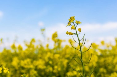 Açan kolza tohumu. Biyodizel ve petrol üretiminin ekonomik önemi. Kopyalama alanı olan tarım arkaplanı