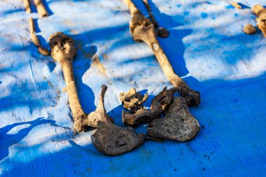 Mavi çuval bezinde insan kalıntıları. İnceleme için adli kemiklerin arkeolojik kazıları. Metin veya yazı için kopyalama alanı olan arkaplan