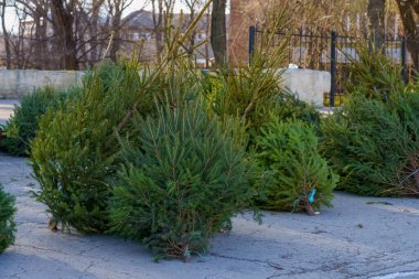 Noel ağacı pazarında doğal Noel ağaçları yaşarız. Metin veya harf için kopyalama alanı olan arkaplan.