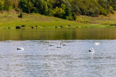 Vahşi doğadaki kuğular. Metin veya yazıtlar için kopyalama alanı olan bir arkaplan. Seçici odak