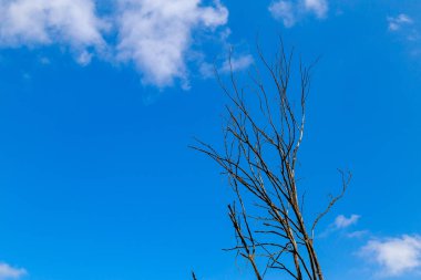 Kurumuş ağaç. Metin veya harf için kopyalama alanı olan arkaplan.